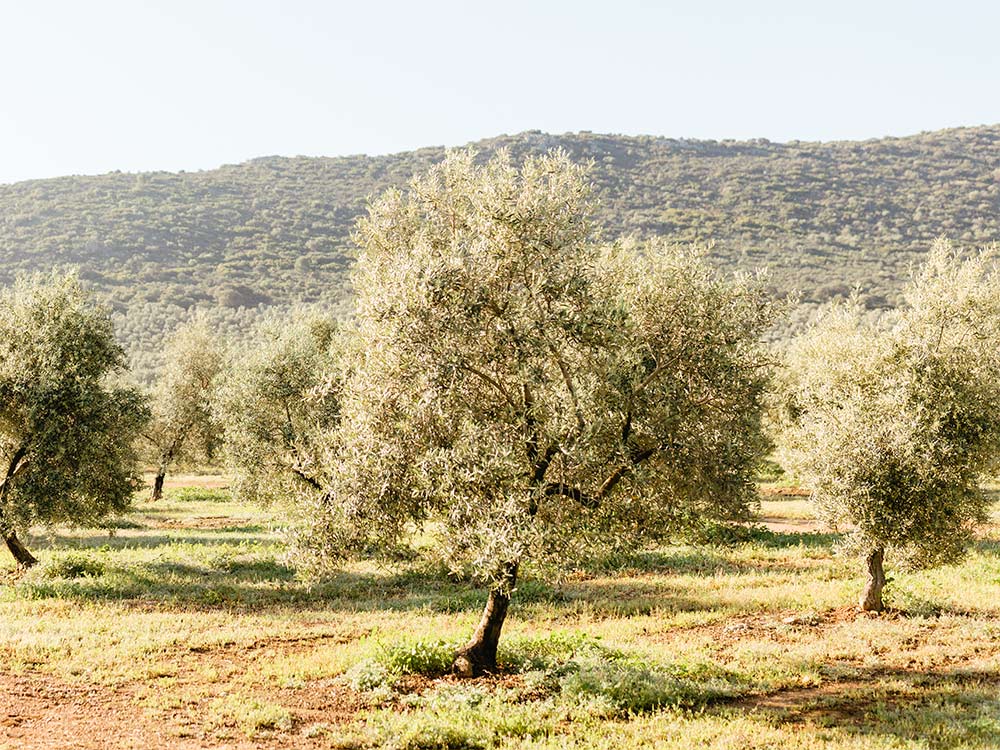 El olivo, el primero de los árboles