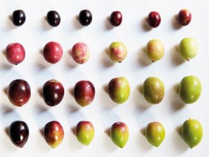 ¿Cuáles son las diferencias entre las principales variedades en el aceite de oliva virgen extra?