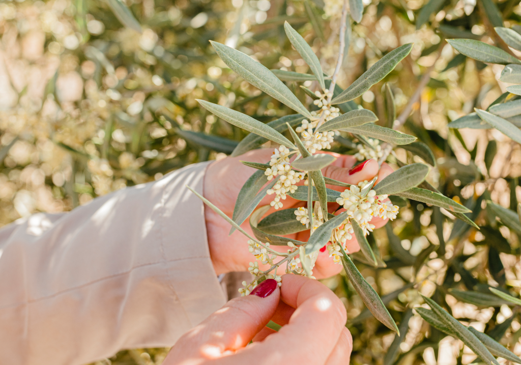 Imagen de flor del olivo