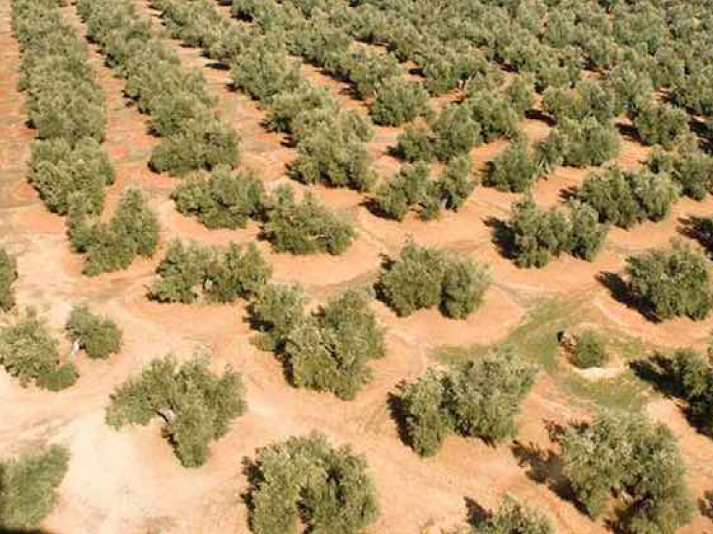 ¿Cómo está evolucionando el cultivo del olivar en España?
