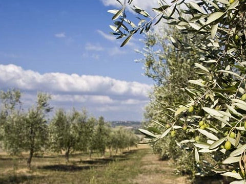 ¿Hay usos recomendados para cada tipo de variedad de aceite de oliva virgen extra?