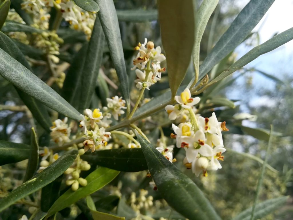 Imagen olivar en fase floración