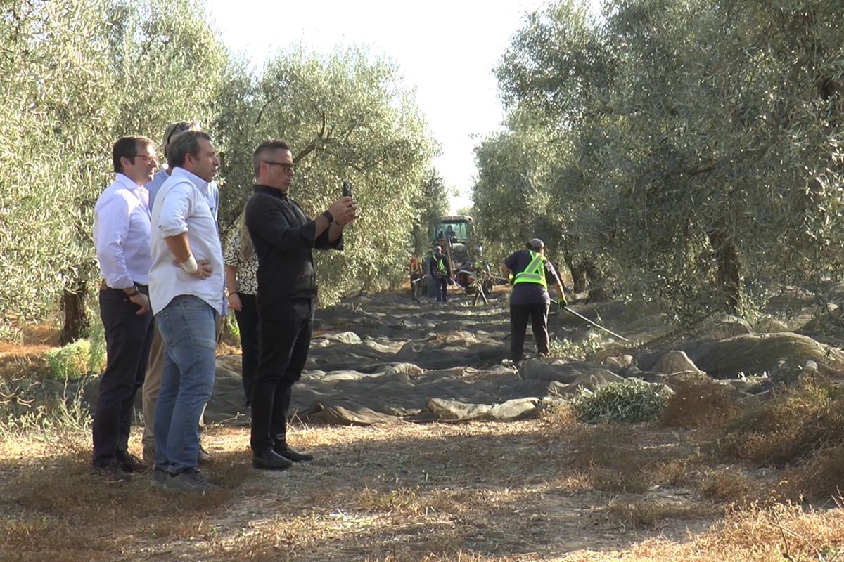 Visita a olivar de Nutrillermo